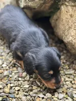 Bella, a female Miniature Dachshund for sale in Hillsboro, OH – Photo 8 of 10
