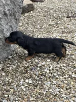 Bella, a female Miniature Dachshund for sale in Hillsboro, OH – Photo 9 of 10