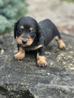 Bella, a female Miniature Dachshund for sale in Hillsboro, OH – Photo 1 of 10