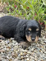 Bella AKC, a female Miniature Dachshund for sale in Hillsboro, OH – 9 of 10