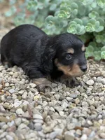 Bella AKC, a female Miniature Dachshund for sale in Hillsboro, OH – 7 of 10