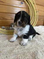 Chloe, a female Miniature Dachshund for sale in Hillsboro, OH – Photo 3 of 10