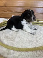 Chloe, a female Miniature Dachshund for sale in Hillsboro, OH – Photo 8 of 10