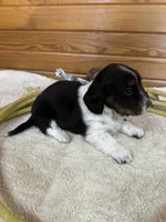 Chloe, a female Miniature Dachshund for sale in Hillsboro, OH – Photo 2 of 10