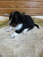 Chloe, a female Miniature Dachshund for sale in Hillsboro, OH – Photo 7 of 10