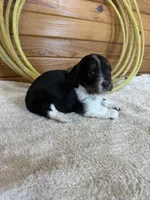 Chloe, a female Miniature Dachshund for sale in Hillsboro, OH – Photo 10 of 10