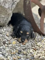 Mr. Wiggles AKC, a male Miniature Dachshund for sale in Hillsboro, OH – 6 of 10