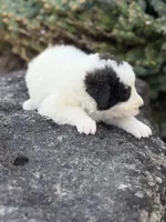 Smokey LGD, a male Anatolian Shepherd Dog and Maremma Sheepdog for sale in Hillsboro, OH – 7 of 10