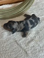 Taco AKC, a male Miniature Dachshund for sale in Hillsboro, OH – 2 of 6