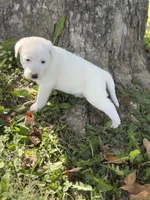 River LGD, a female Anatolian Shepherd Dog and Maremma Sheepdog for sale in Hillsboro, OH – 5 of 10