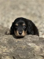 Bella AKC, a female Miniature Dachshund for sale in Hillsboro, OH – 2 of 10