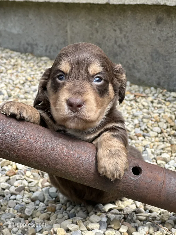 Coco AKC – Miniature Dachshund puppy for sale in Hillsboro, OH