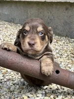 Coco AKC, a female Miniature Dachshund for sale in Hillsboro, OH – 1 of 10
