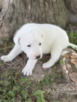 River LGD, a female Anatolian Shepherd Dog and Maremma Sheepdog for sale in Hillsboro, OH – 2 of 10