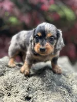 Slinky AKC, a male Miniature Dachshund for sale in Hillsboro, OH – 3 of 10