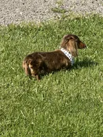 Slinky AKC, a male Miniature Dachshund for sale in Hillsboro, OH – 5 of 6