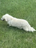 June, a female Miniature Dachshund for sale in Hillsboro, OH – 2 of 10