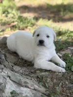 Willow LGD, a female Anatolian Shepherd Dog and Maremma Sheepdog for sale in Hillsboro, OH – 2 of 10