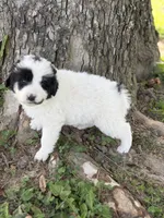 Sierra LGD, a female Anatolian Shepherd Dog and Maremma Sheepdog for sale in Hillsboro, OH – 7 of 10
