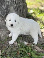 Bear LGD, a male Anatolian Shepherd Dog and Maremma Sheepdog for sale in Hillsboro, OH – 10 of 10