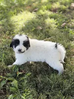 Sierra LGD, a female Anatolian Shepherd Dog and Maremma Sheepdog for sale in Hillsboro, OH – 9 of 10