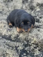 Slinky, a male Miniature Dachshund for sale in Hillsboro, OH – Photo 9 of 9