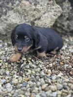 Slinky, a male Miniature Dachshund for sale in Hillsboro, OH – Photo 4 of 9