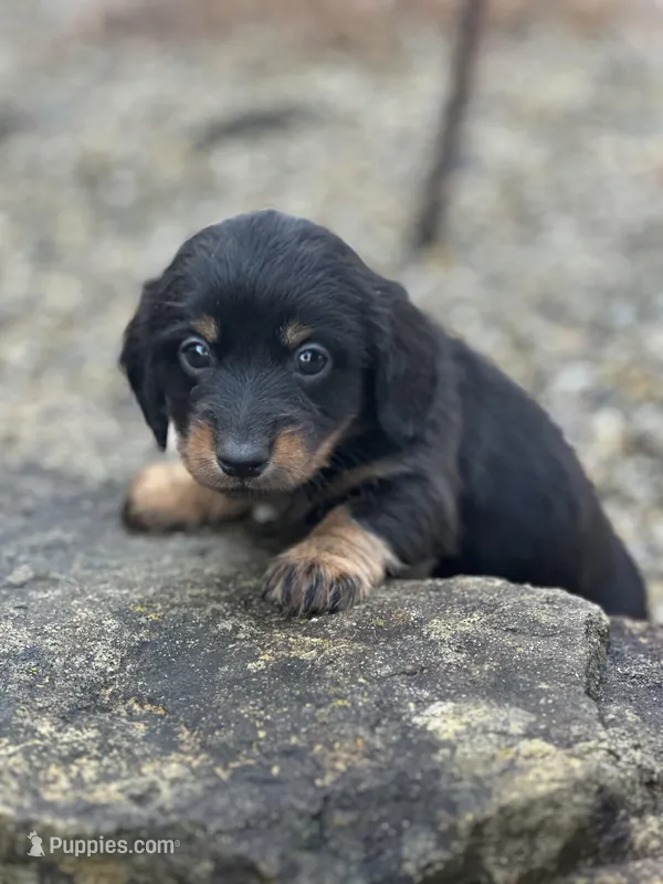Slinky – Miniature Dachshund puppy for sale in Hillsboro, OH