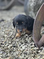 Slinky, a male Miniature Dachshund for sale in Hillsboro, OH – Photo 3 of 9
