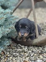 Slinky, a male Miniature Dachshund for sale in Hillsboro, OH – Photo 7 of 9