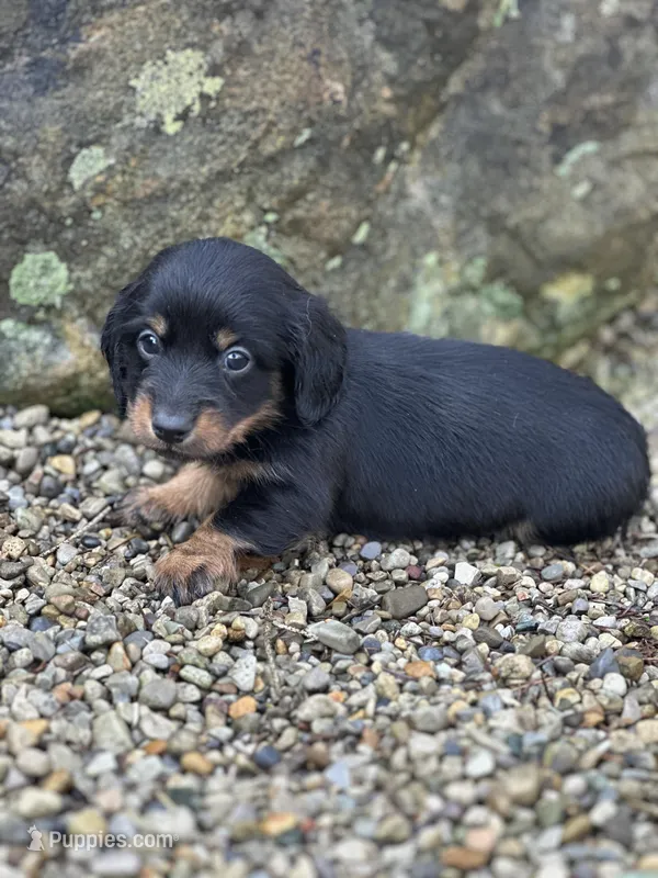 Slinky – Miniature Dachshund puppy for sale in Hillsboro, OH