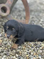 Slinky, a male Miniature Dachshund for sale in Hillsboro, OH – Photo 5 of 9