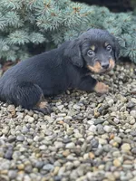 Slinky, a male Miniature Dachshund for sale in Hillsboro, OH – Photo 8 of 9