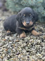 Slinky, a male Miniature Dachshund for sale in Hillsboro, OH – Photo 1 of 9