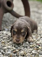 Coco AKC, a female Miniature Dachshund for sale in Hillsboro, OH – 5 of 10