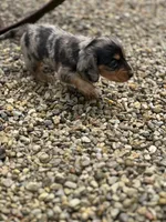 Slinky AKC, a male Miniature Dachshund for sale in Hillsboro, OH – 8 of 10