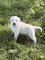 River LGD, a female Anatolian Shepherd Dog and Maremma Sheepdog for sale in Hillsboro, OH – 6 of 10
