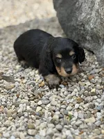 Bella AKC, a female Miniature Dachshund for sale in Hillsboro, OH – 8 of 10