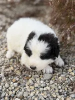Smokey LGD, a male Anatolian Shepherd Dog and Maremma Sheepdog for sale in Hillsboro, OH – 3 of 10