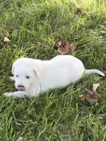 Willow LGD, a female Anatolian Shepherd Dog and Maremma Sheepdog for sale in Hillsboro, OH – 5 of 10