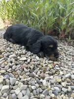 Mr. Wiggles AKC, a male Miniature Dachshund for sale in Hillsboro, OH – 8 of 10