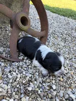Charlie, a male Miniature Dachshund for sale in Hillsboro, OH – 4 of 10