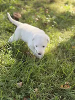 River LGD, a female Anatolian Shepherd Dog and Maremma Sheepdog for sale in Hillsboro, OH – 10 of 10