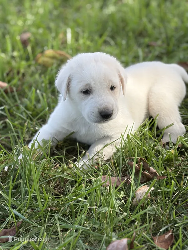 Duke LGD – Anatolian Shepherd Dog, Maremma Sheepdog puppy for sale in Hillsboro, OH