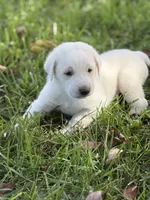 Duke LGD, a male Anatolian Shepherd Dog and Maremma Sheepdog for sale in Hillsboro, OH – 1 of 10