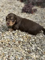 Coco AKC, a female Miniature Dachshund for sale in Hillsboro, OH – 8 of 10