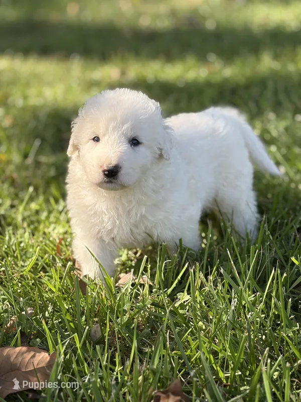 Bear LGD – Anatolian Shepherd Dog, Maremma Sheepdog puppy for sale in Hillsboro, OH