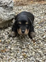 Bella AKC, a female Miniature Dachshund for sale in Hillsboro, OH – 10 of 10