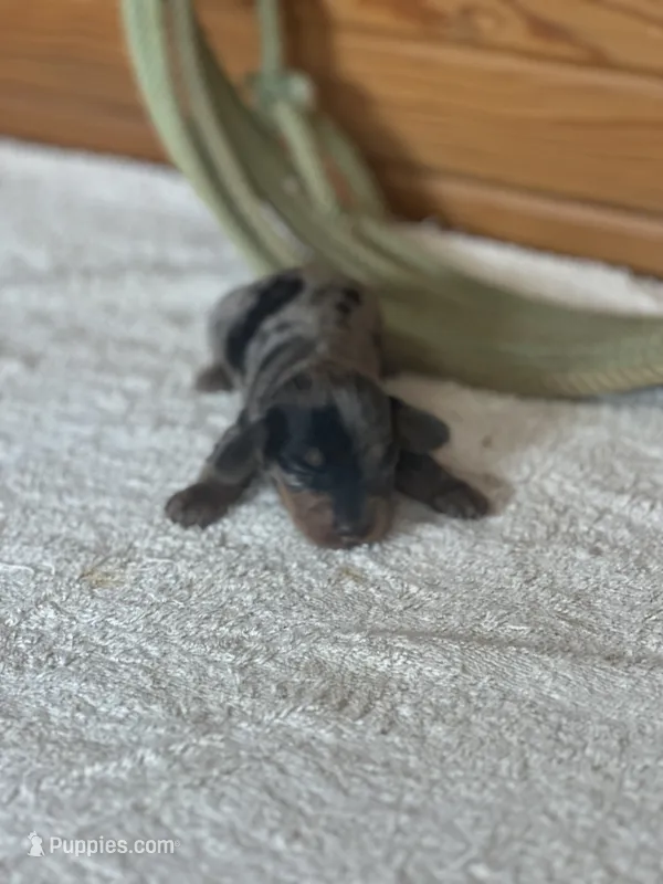 Slinky AKC – Miniature Dachshund puppy for sale in Hillsboro, OH