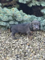 Ellie, a female Miniature Dachshund for sale in Hillsboro, OH – Photo 3 of 10